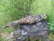 Ente