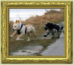 Ganwales Dogshop - ber uns