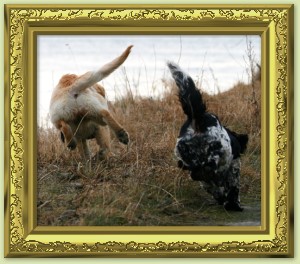 Ganwales Dogshop - ber uns