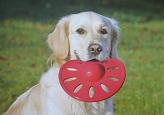 Wasserfrisbee