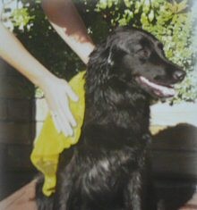 Top - Fix Hundehandtuch